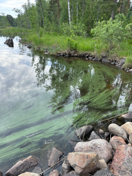 Tiedosto:Orivesi (Saimaa) (04.311.1.001)-Rönkönvaara-ObsIMG-202306261201-649a9bfce3aa5.png
