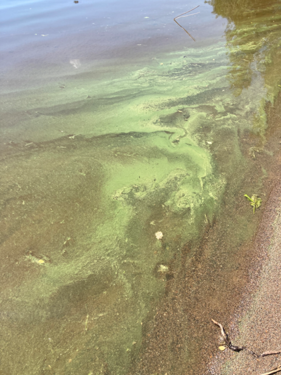 Ukonvesi (Saimaa) (04.151.1.001)-Koivukummunpolku-ObsIMG-202206261234-62b829111f5d1.png