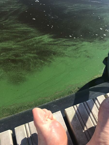 Tiedosto:Koljonselkä (35.722.1.001)-Yksityinen mökkiranta-ObsIMG-201906161106-61.jpeg