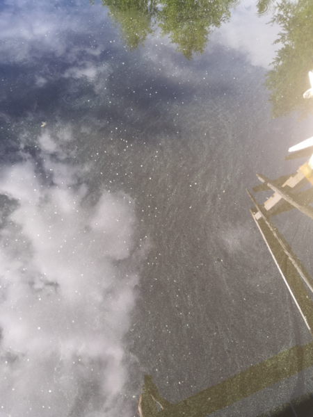 Tiedosto:Pielavesi (14.741.1.001)-Sammalisenlahti-ObsALG-202406121501-6669ac1de21ee.png