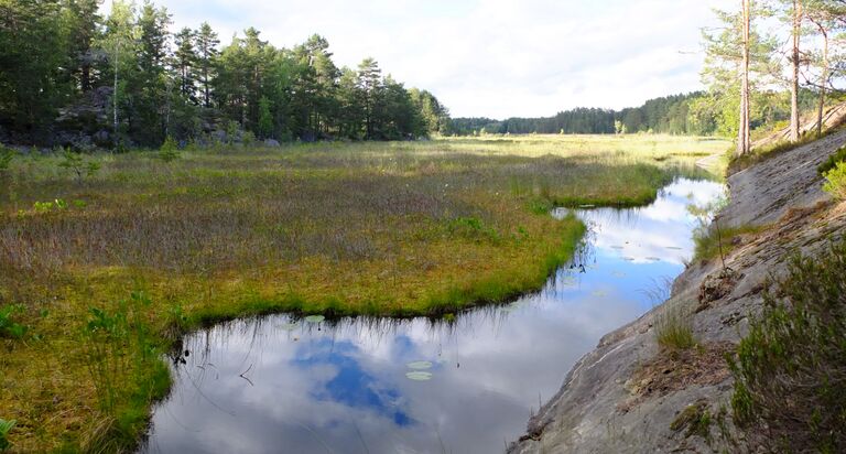 Stora Masungtrasket.jpg