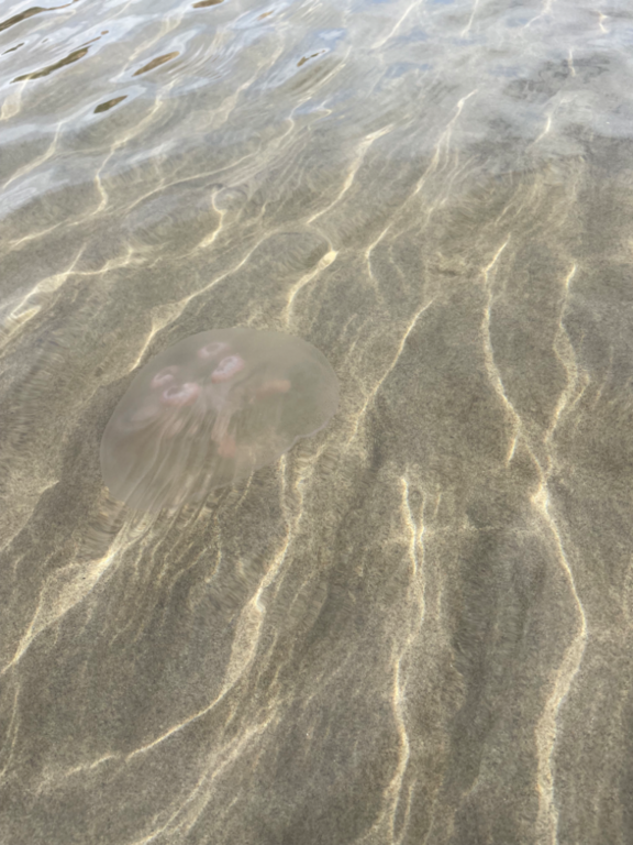 Suvisaaristo-Lauttasaari-Lauttasaaren uimaranta-ObsIMG-202109181432-614602742e81b.png