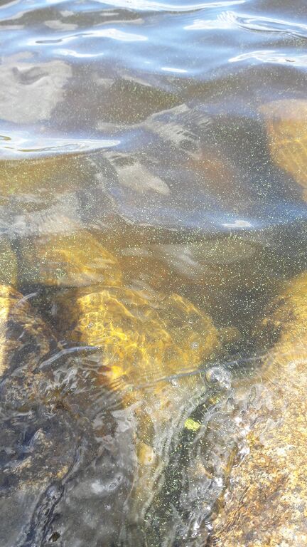 Ukonvesi (Saimaa) (04.151.1.001)-Kenkäveron ranta-ObsALG-201707021424-55.jpg