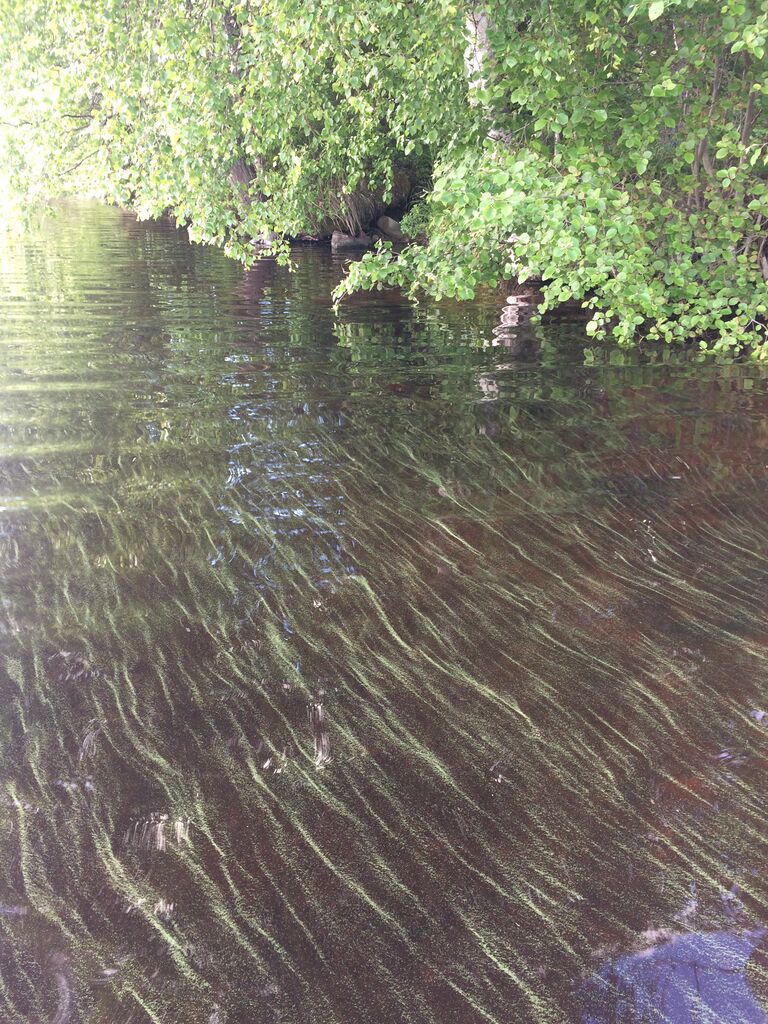 Vesankajärvi (14.286.1.001)-Örönsalo-ObsIMG-201707041622-38.jpg