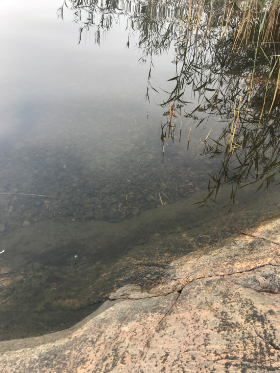 Dragsvik-Rotarien sinileväseuranta (Högholmen)-ObsIMG-202308250819-64e839710f995.png