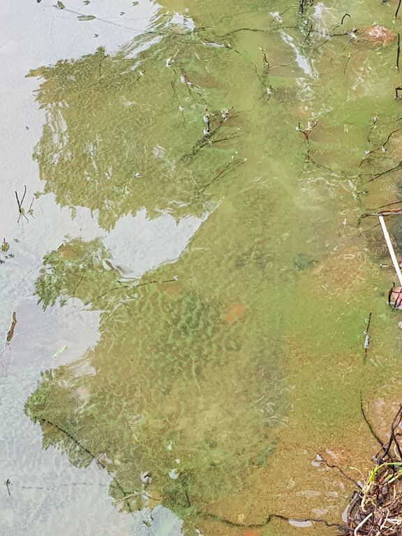 Hiidenvesi (23.031.1.001)-Havaintopaikka 3-ObsIMG-201906141125-56.jpg