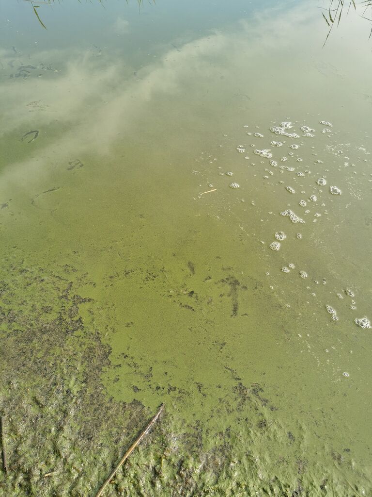 Inkoo Fagervik-Havaintopaikka 6-ObsALG-202006180856-3.jpg