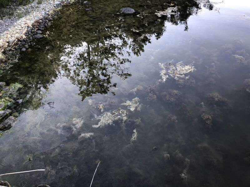 Tiedosto:Iso- ja Pikku-Nauvon vesialue-Rotarien sinileväseuranta (Käldinge strand)-ObsALG-202006172009-32.jpeg