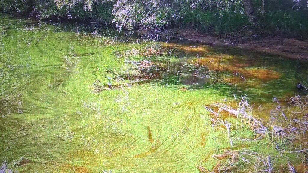 Kyyvesi (14.932.1.001)-Harjukoski-ObsALG-201806251133-28.jpg