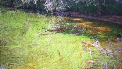 Kyyvesi (14.932.1.001)-Harjukoski-ObsALG-201806251133-28.jpg