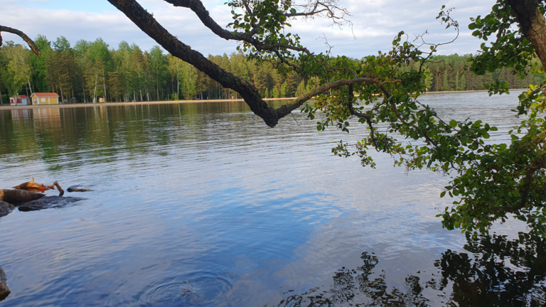 Vesijärvi (14.241.1.001)-Kalmarinranta-ObsIMG-202506201940-1750437785730.png