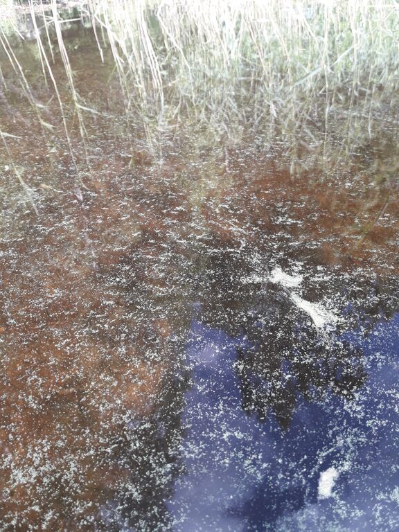 Ylä-Tuomiojärvi (14.293.1.006)-Havaintopaikka 1-ObsIMG-201907151025-36.jpg