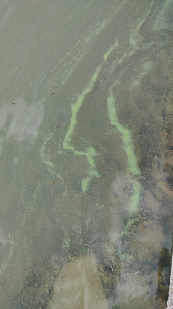 Paraisten sisäsaaristovedet- N6696409,923 E243387, 54-ObsIMG-202508110951-6899934e75d56.png