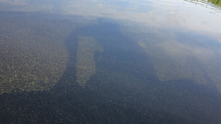 Pitkäjärvi (35.773.1.008)-Romunkärjeltä itään-ObsALG-201806171130-45.JPG