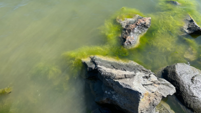 Seurasaari-Rotarien sinileväseuranta (Kuusisaarensalmi)-ObsALG-202508181340-1755535551726.png