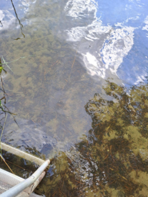 Tottijärvi, vesi kirkasta, ei levää.