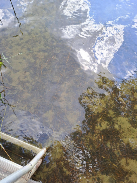 Tiedosto:Tottijärvi (35.211.1.009)-Valtakunnallinen sinileväseuranta-ObsIMG-202306211339-6492fff65f078.png