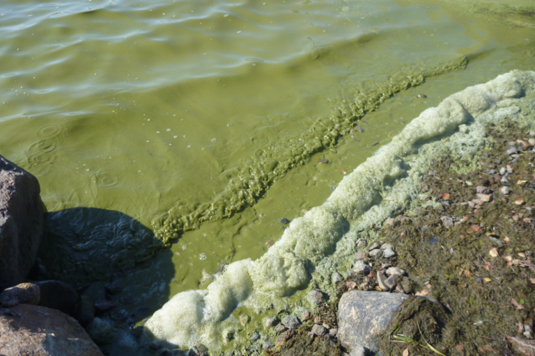 Kristiinankaupunki länsi-Rönnskärsfjärden söder om Tjöckön-ObsALG-202108131130-6116522daaaae.png