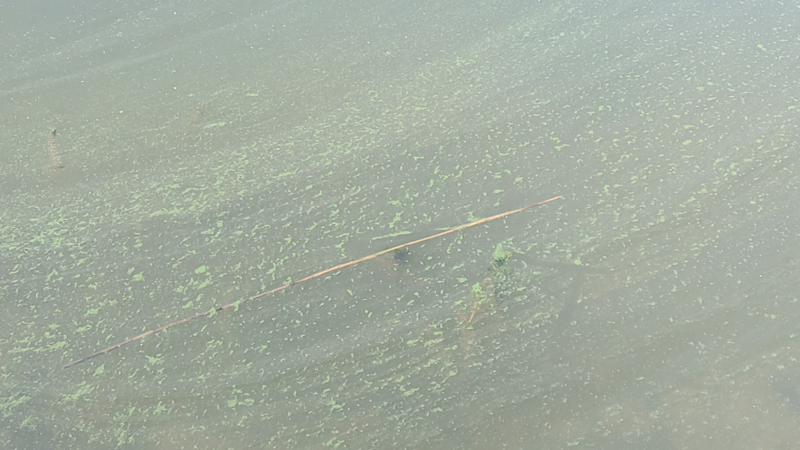 Tiedosto:Paraisten sisäsaaristovedet-Rotarien sinileväseuranta (Hessund)-ObsALG-202409031133-66d6ca25549a3.png