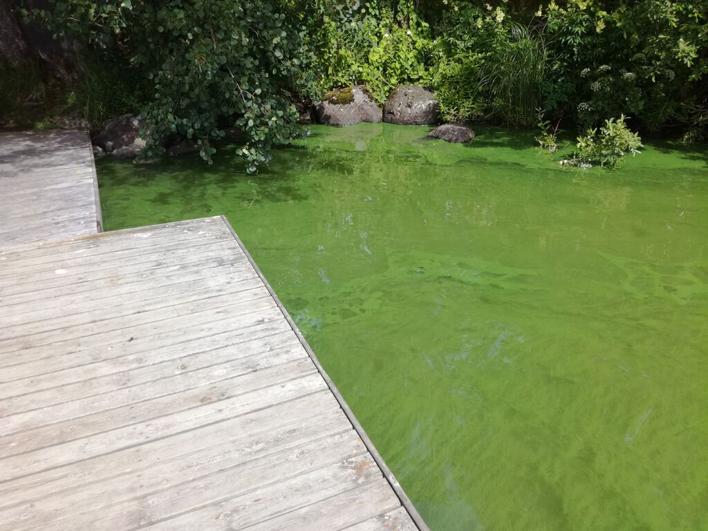 Tuusulanjärvi (21.082.1.001)-Halosenniemi-ObsIMG-201807051556-67.jpg