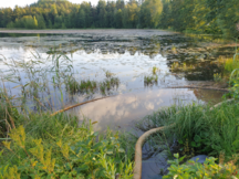 Rehevöityvä Urpolanlampi.