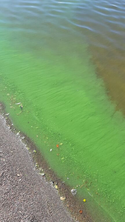 Aurlahti sinilevä 9.8.2022.jpg