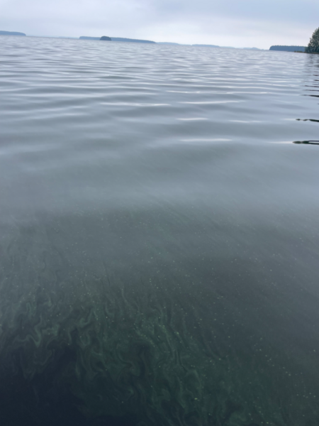 Tiedosto:Kallavesi (yhd.)-Pajuluoto avovesi-ObsALG-202309111148-64fed4766fd4f.png