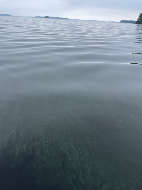 Kallavesi (yhd.)-Pajuluoto avovesi-ObsALG-202309111148-64fed4766fd4f.png