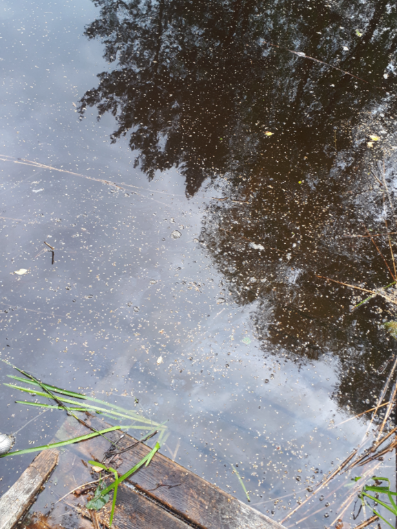 Kallavesi (yhd.)-Rotarien sinileväseuranta (Puutossalmi)-ObsALG-202308021105-64ca0ff124a64.png