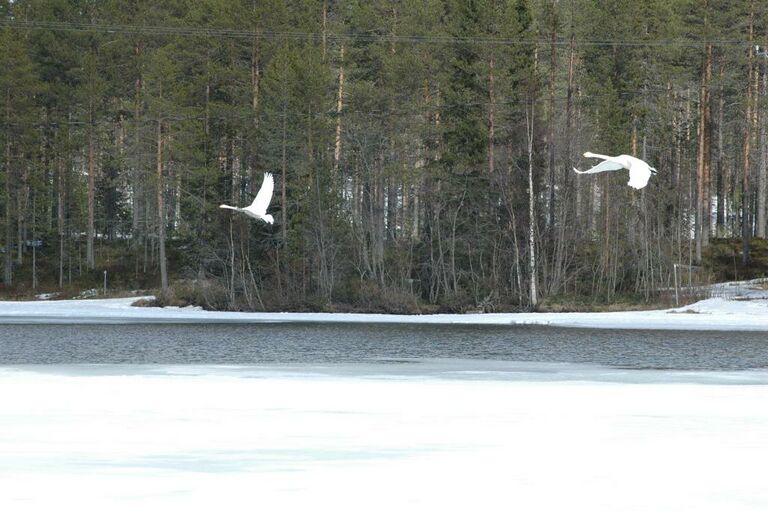 Joutsenet Luikonsaaren salmessa.JPG
