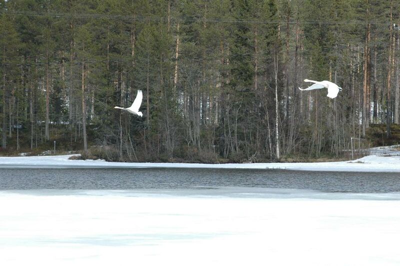 Tiedosto:Joutsenet Luikonsaaren salmessa.JPG