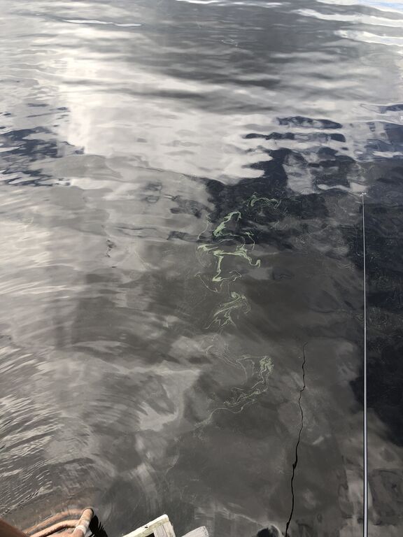 Joutsijärvi (35.143.1.001)-Korpiluoto-ObsALG-201908061608-61.jpg