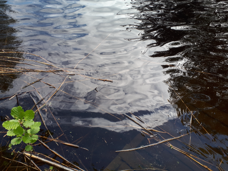 Kallavesi (yhd.)-Rotarien sinileväseuranta (Puutossalmi)-ObsALG-202306071011-6481cb1cd3c9e.png