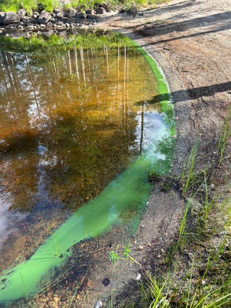 Tiedosto:Nuorajärvi (04.922.1.001)-Viitaniemi-ObsALG-202507061730-686a89d32ad04.png