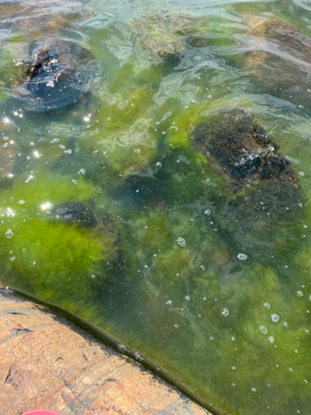 Tiedosto:Södra Delet-Seglinge-ObsALG-202407121417-6691115284d45.png