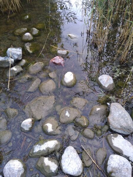 Tiedosto:Seurasaari-Rotarien sinileväseuranta (Laajalahti, Munkkiniemenranta)-ObsALG-202008192027-40.jpg