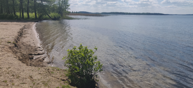 Vesijärvi (14.241.1.001)-Valtakunnallinen sinileväseuranta (Pirppulan uimaranta)-ObsIMG-202106021312-60b75cc27f02c.png