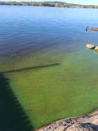 Kallavesi (yhd.)/Iso-Muurainen