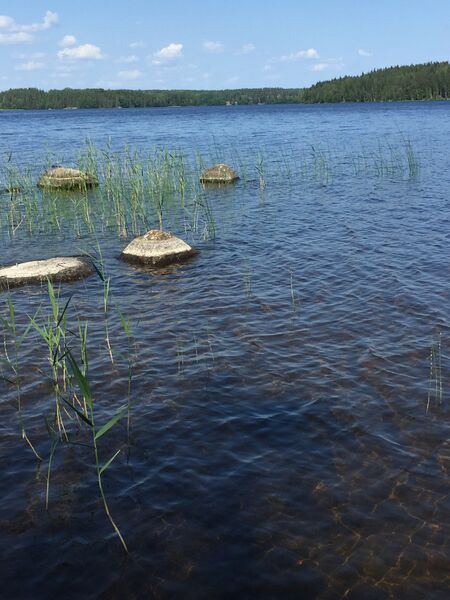 Tiedosto:Kivijärvi (14.192.1.001)-Raparanta-ObsIMG-201906211355-51.jpg