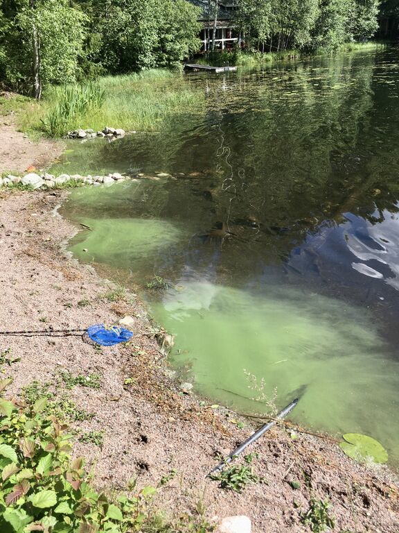 Likojärvi (l) (18.057.1.004)-Mökkiranta (UusiKerttula)-ObsIMG-202007081206-77.jpeg