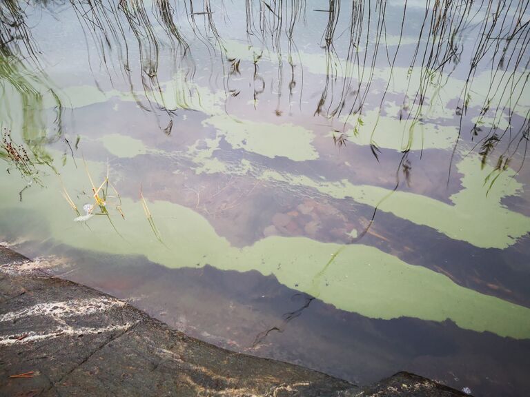 Märkjärvi (14.125.1.001)-Havaintopaikka 1-ObsIMG-202011291208-2.jpg