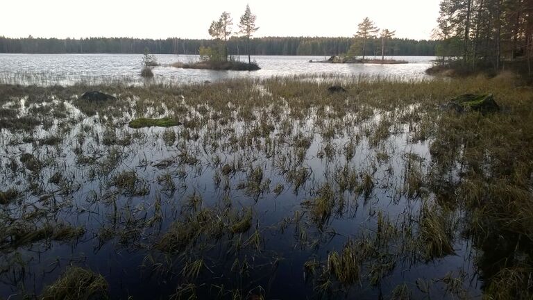 Matoniemen luhtaa.jpg