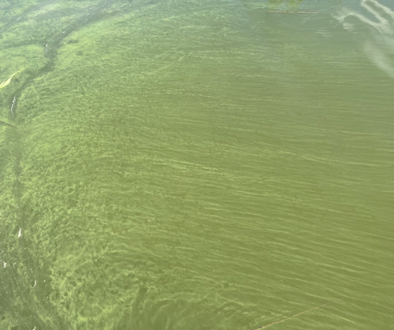 Mynälahden sisäosa-Livonsaari-ObsIMG-202406241935-6679a110b1585.png