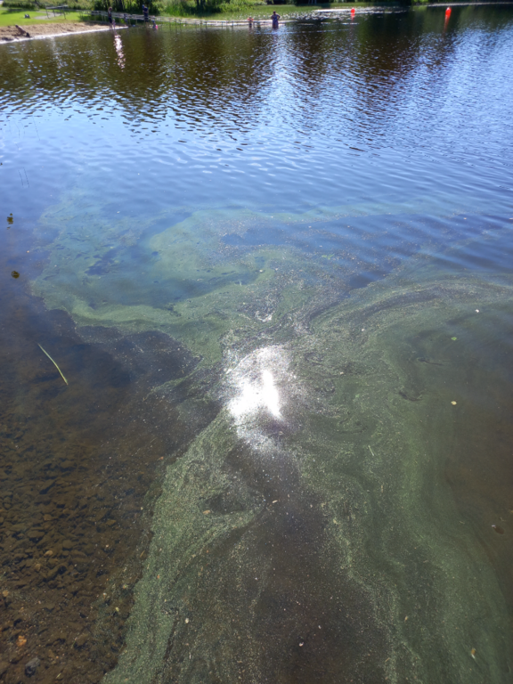 Pitkäjärvi (04.152.1.002)-Valtakunnallinen sinileväseuranta (Pitkäjärven uimaranta)-ObsALG-202507021000-1751442186630.png