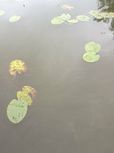 Tiedosto:Sinilevärannut pinnassa.jpg