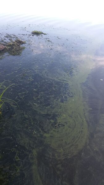 Tiedosto:20170722 082456.jpg