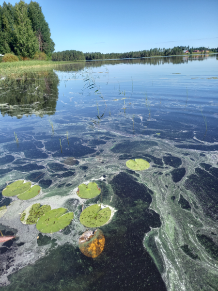 Tiedosto:Jaurakaisjärvi (60.065.1.001)-Jaurakainen-ObsIMG-202208011642-62e7d90d942ec.png
