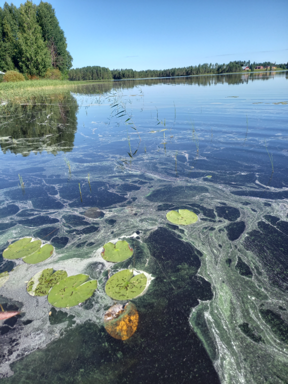 Jaurakaisjärvi (60.065.1.001)-Jaurakainen-ObsIMG-202208011642-62e7d90d942ec.png