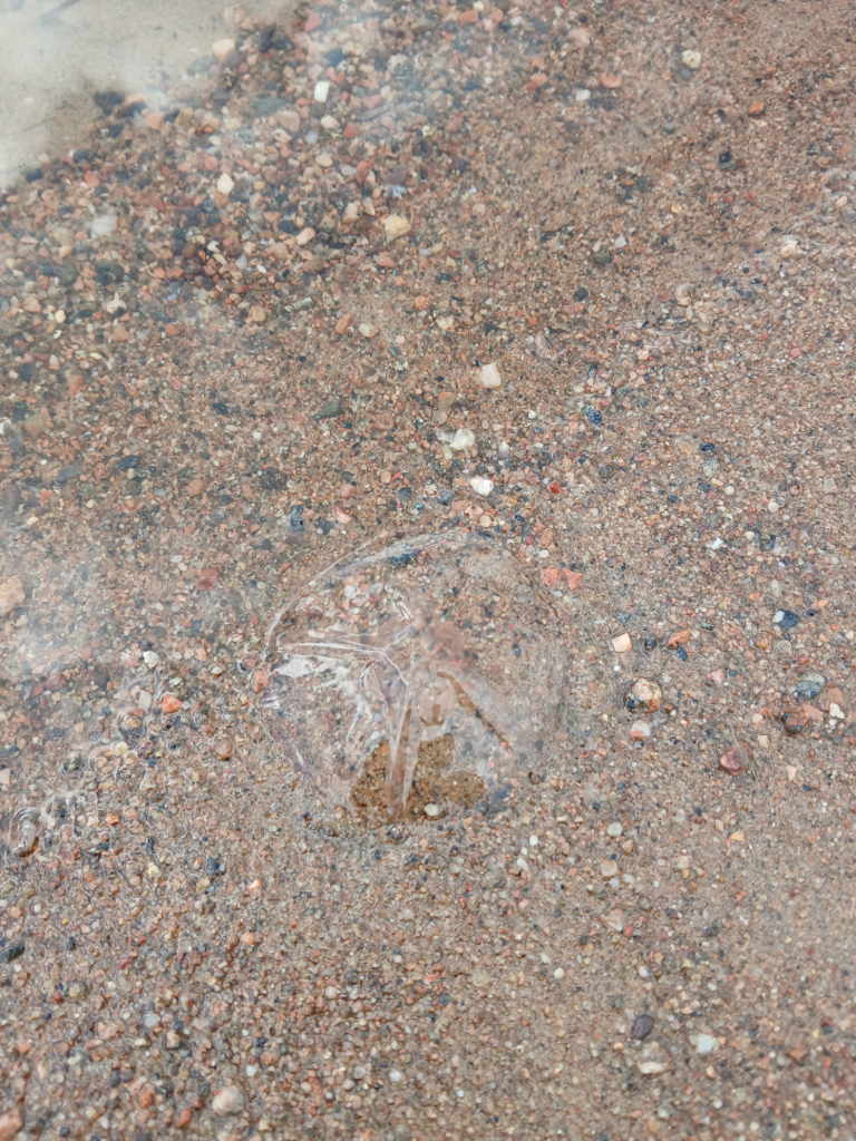 Kuusiston salmet ja Piikkiönlahti-Havaintopaikka 6-ObsIMG-202509191217-68cd2ec047ed5.png