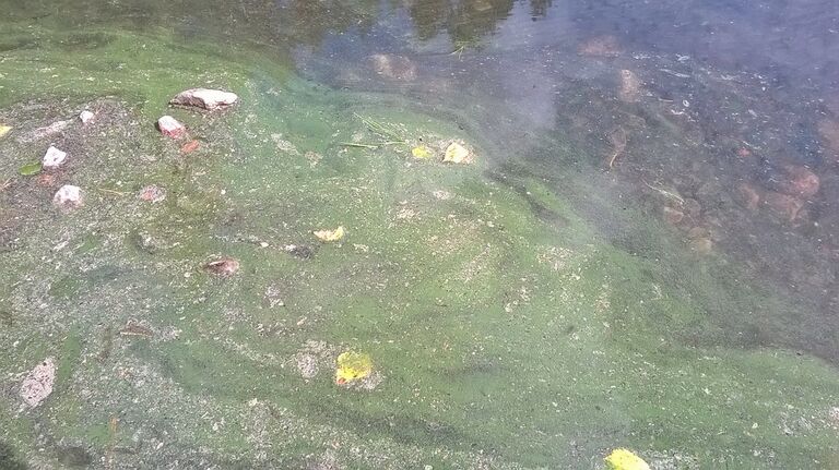 Likojärvi (l) (18.057.1.004)-Mökkiranta (UusiKerttula)-ObsALG-201707311200-4.jpg